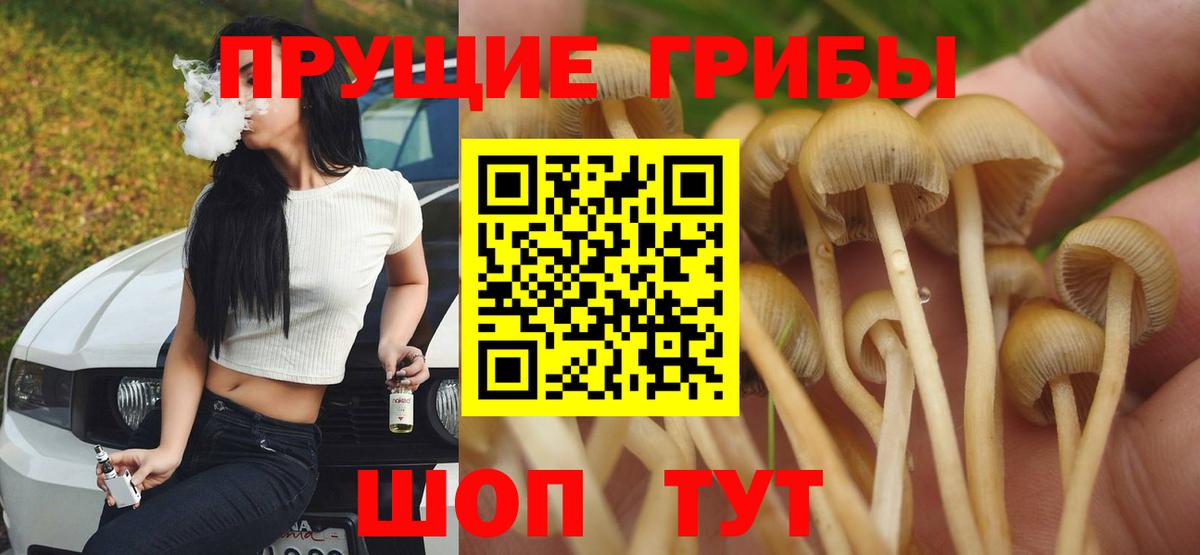 Кингисепп  Псилоцибиновые грибы MAGIC MUSHROOMS  Вход с VPN 